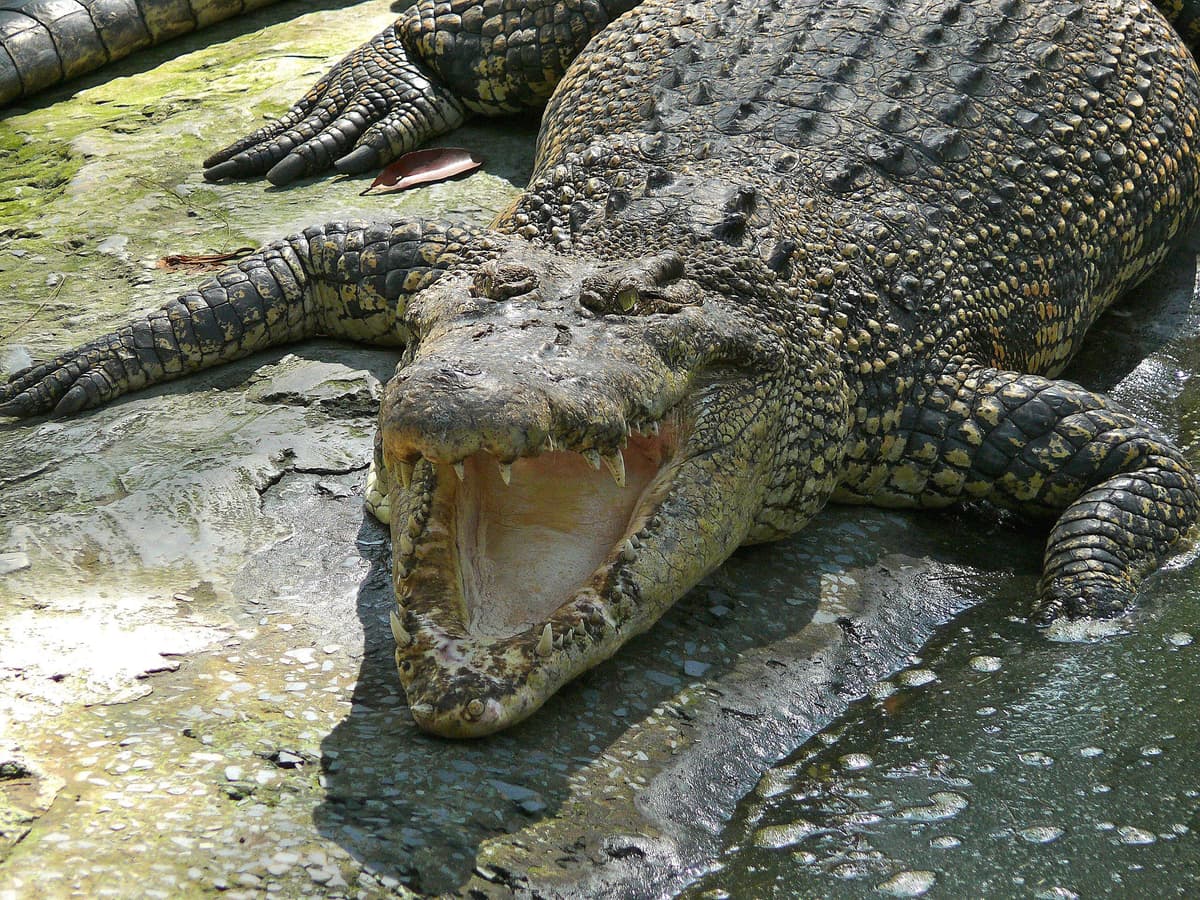 Miri crocodile farm croc