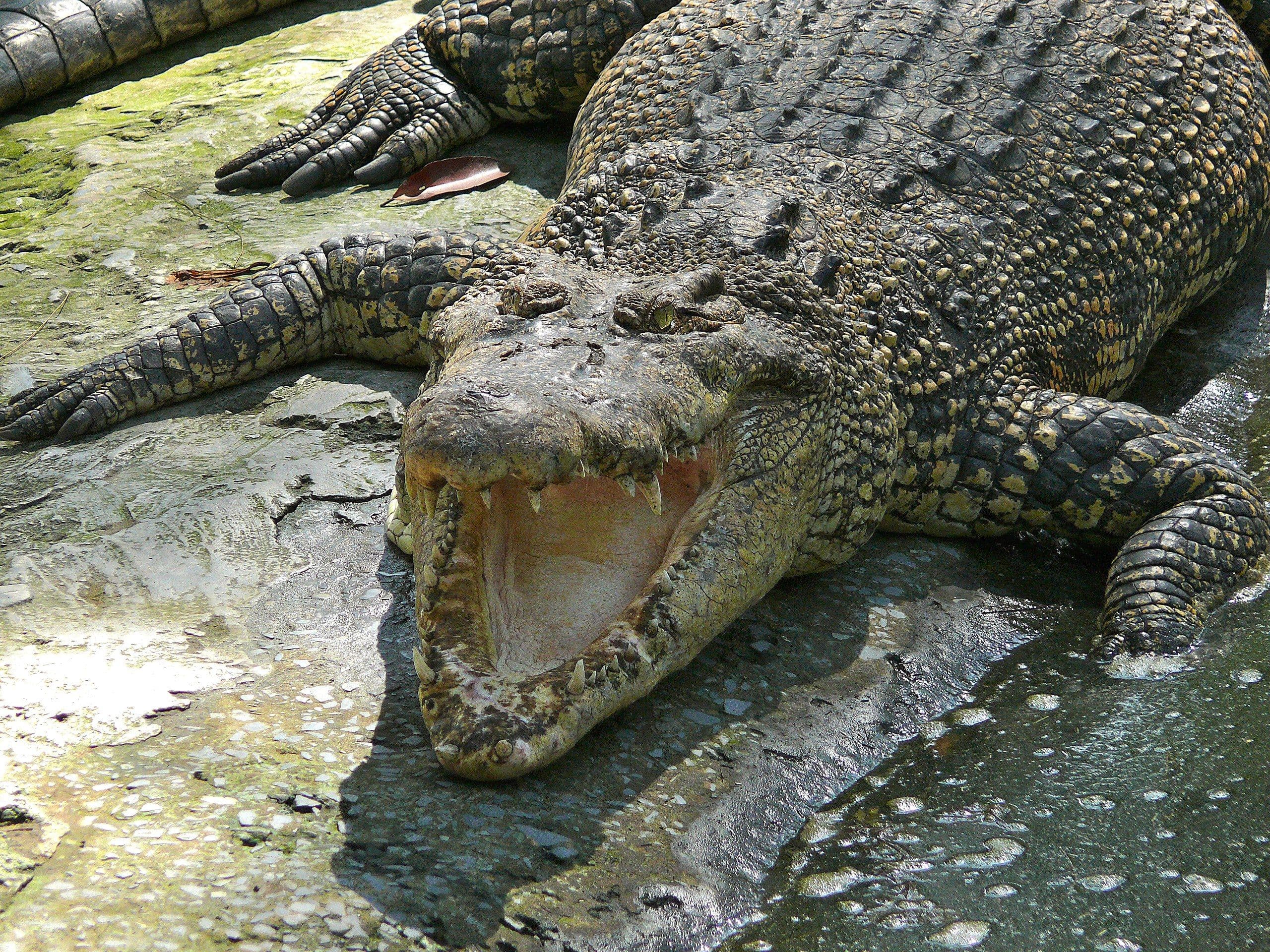Miri crocodile farm croc