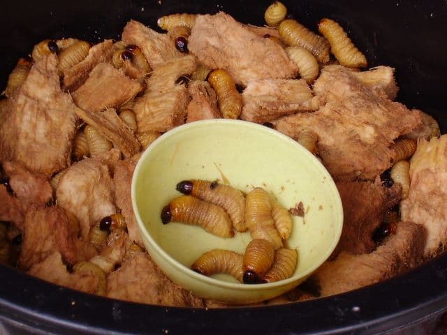 Sago grub worm picture